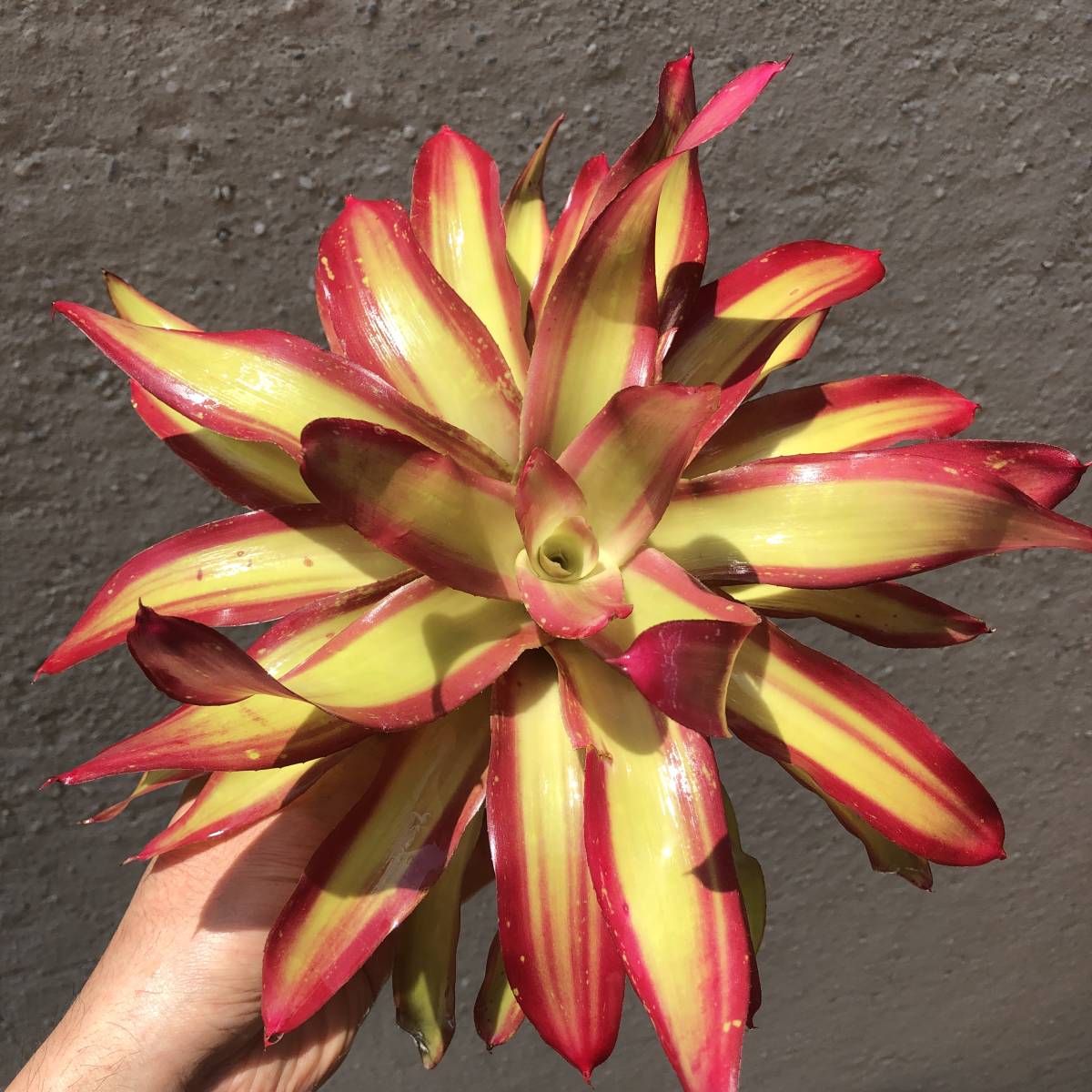 bromeplants Neoregelia 'Shelldance' オマケ付き ネオレゲリア シェル