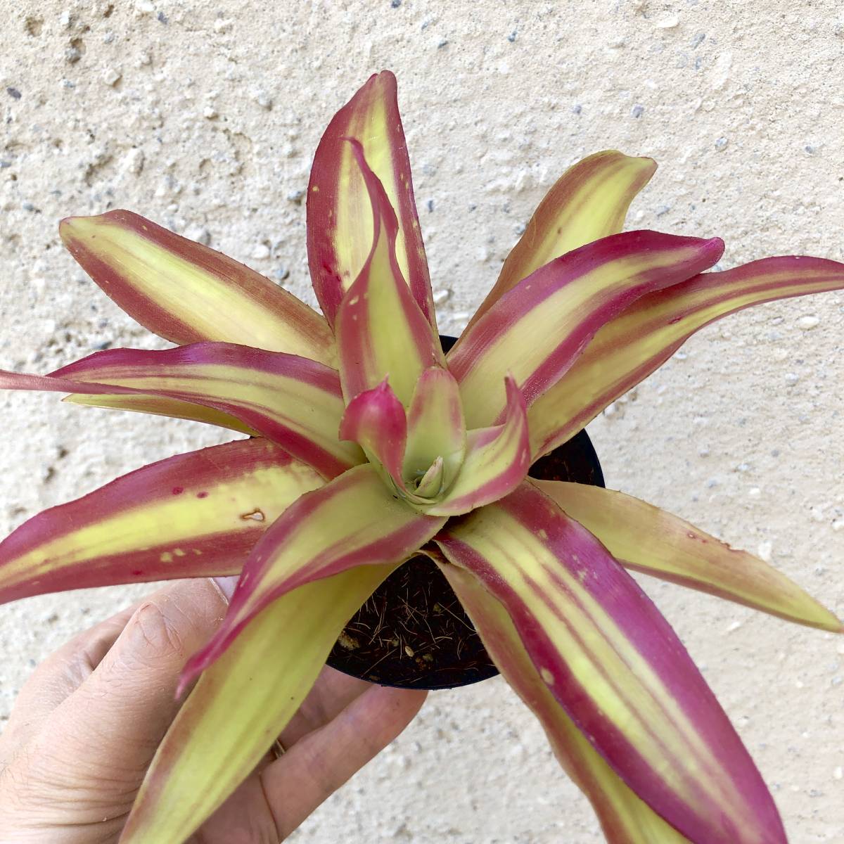 bromeplants Neoregelia 'Shelldance' オマケ付き ネオレゲリア シェル