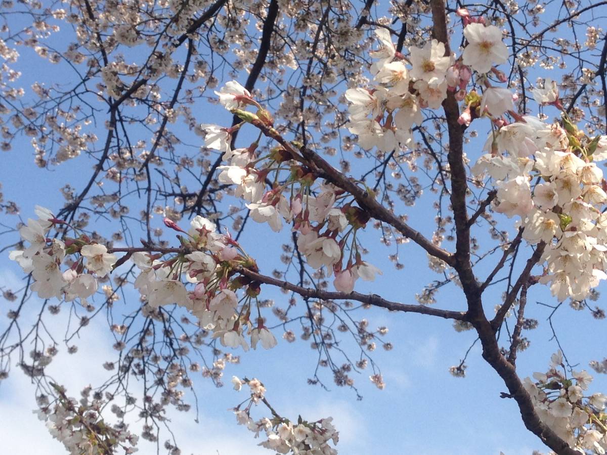 新品】1円 画像 即決 桜 春 花 空 写真 グラフィック の落札情報詳細