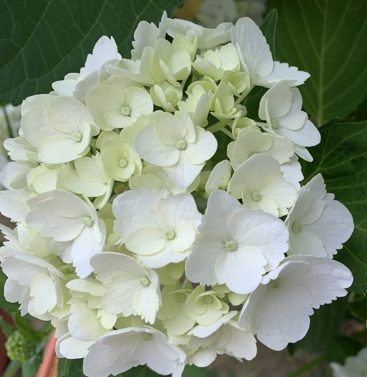 紫陽花 アジサイ アイス色 挿し穂 2本 送料無料 挿し木 用 ガーデニング 大手毬 西洋アジサイ アナベル 白 の落札情報詳細 ヤフオク落札価格情報 オークフリー
