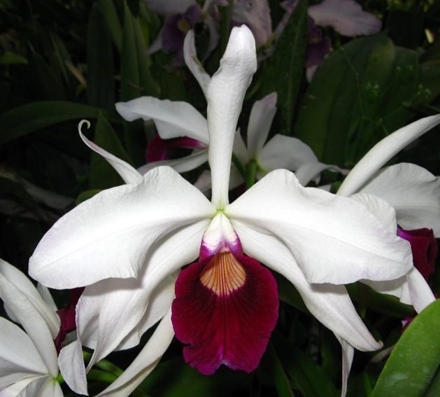 新品】☆洋蘭☆原種☆カトレア☆C. purpurata 'Cindarosa' (OG