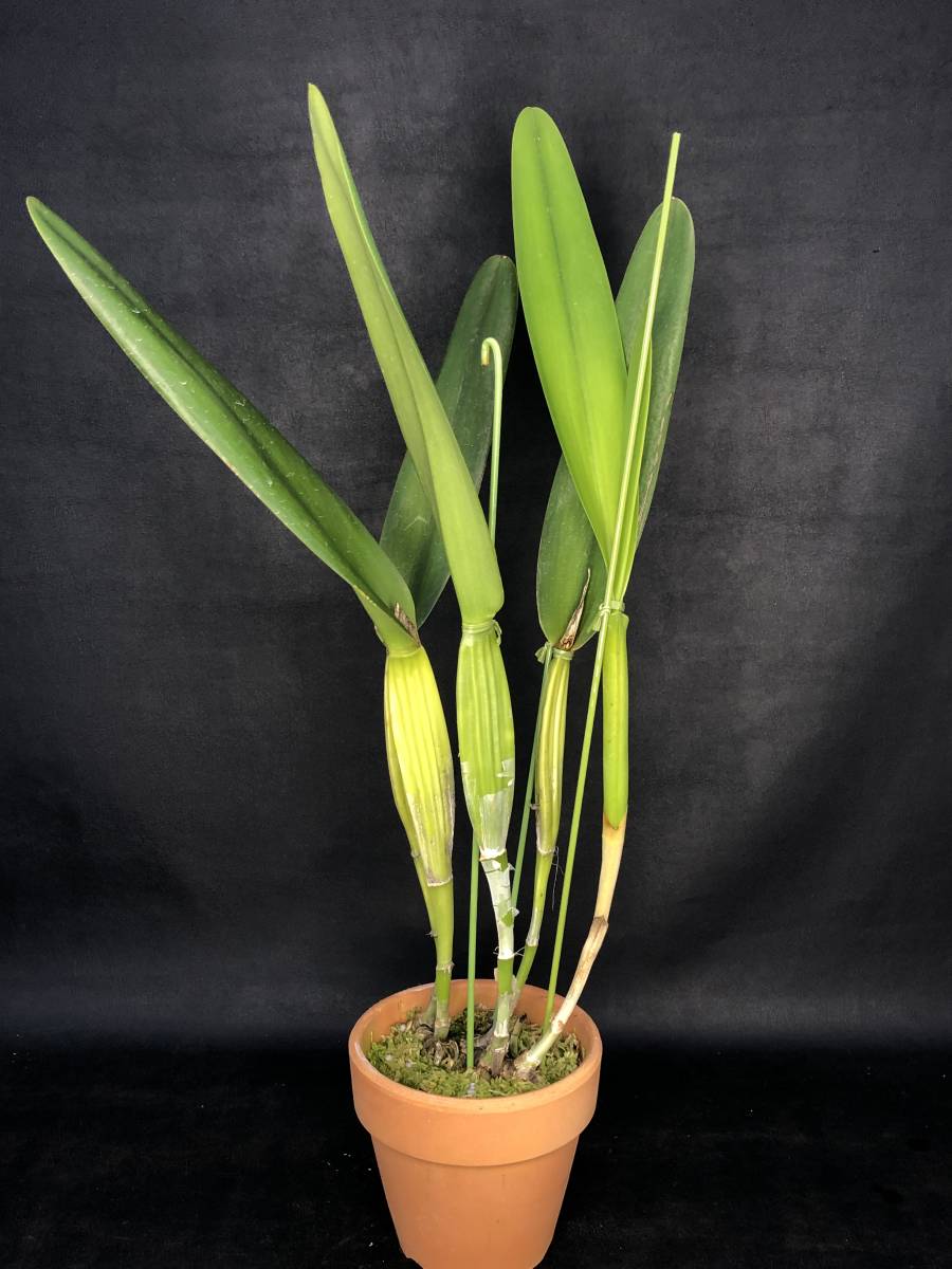 新品】☆洋蘭☆原種☆カトレア☆C. purpurata 'Cindarosa' (OG