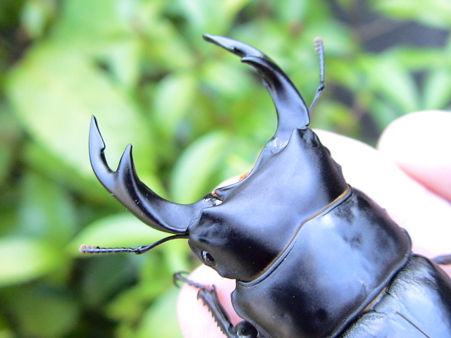 希少熊本産オオクワガタ生体☆天然WILD雌持腹出しWILD直仔累代WF1個体