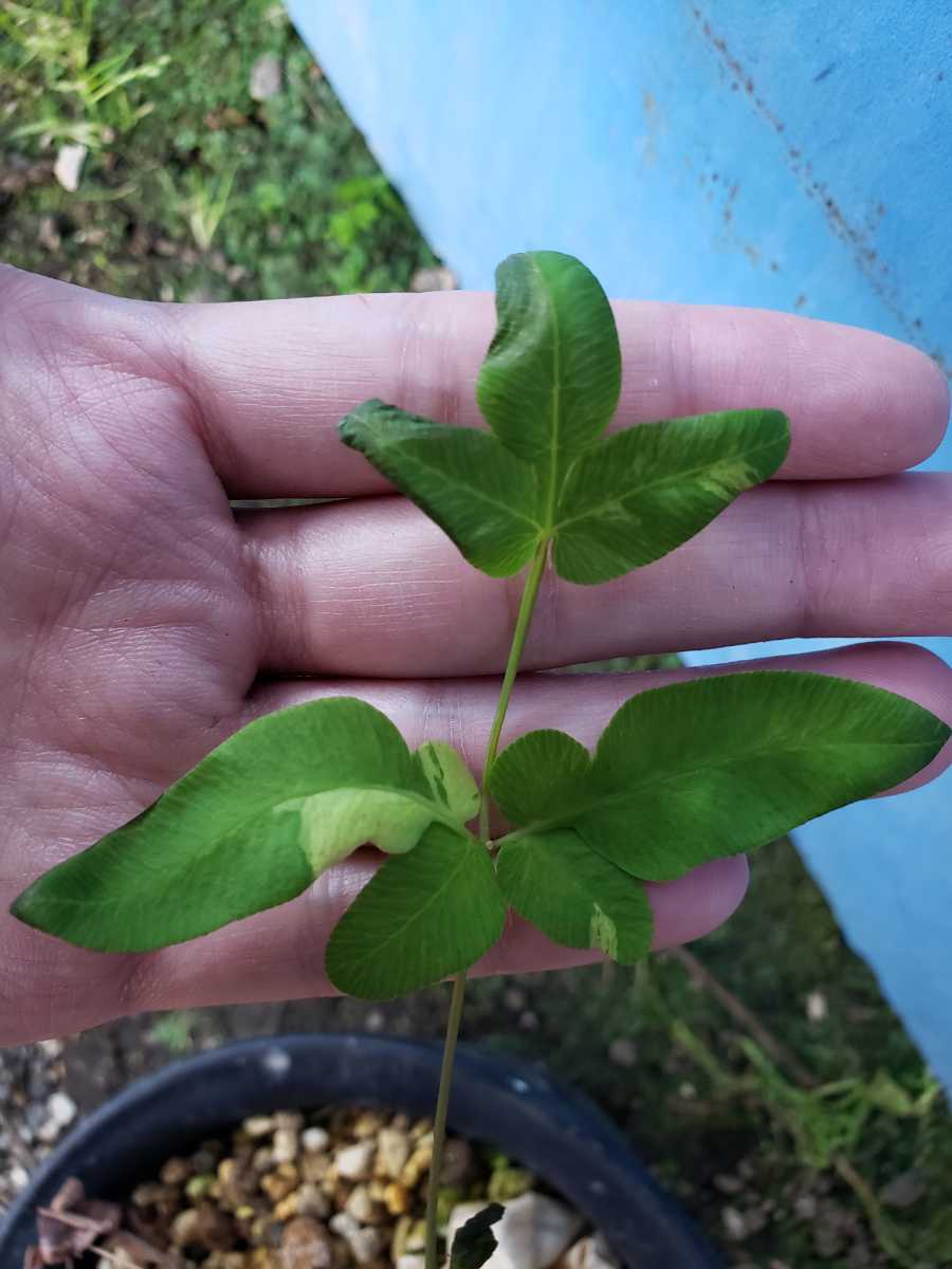 山野草・カンアオイ【珍品 斑入りゼンマイ 雪白斑】