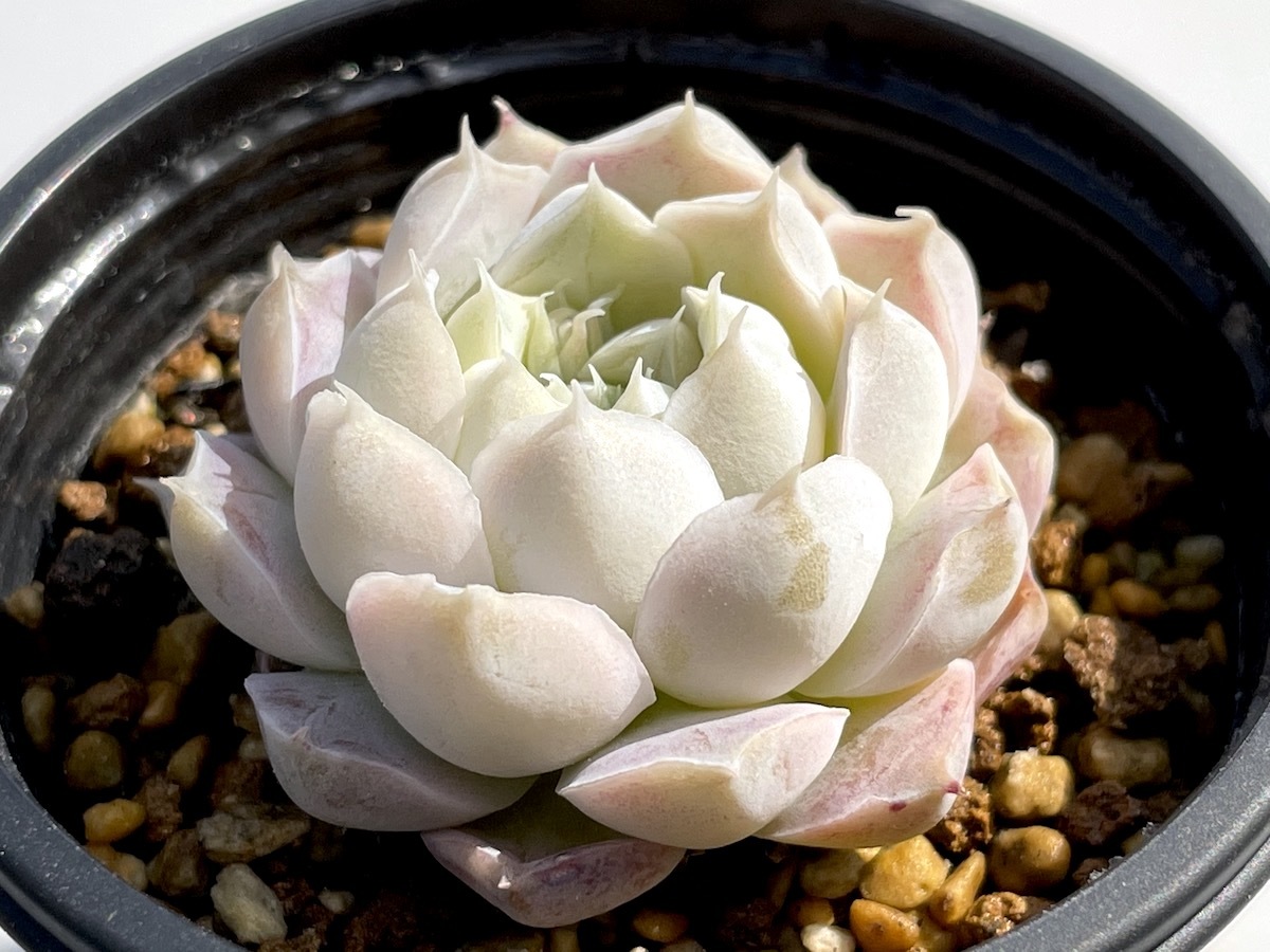 エケベリア 原種 sp FO48 サンタマリア koehres 輸入種子 実生苗 sp FO