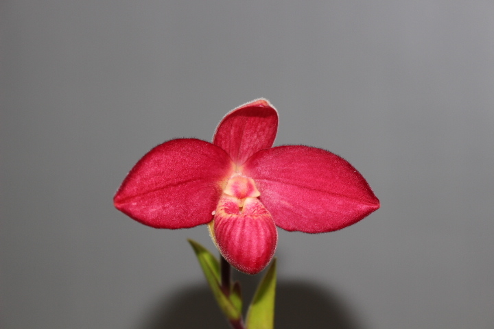 新品 フラグミ スカーレットオハラ 花付 フラグミ パフィオペディルム 洋ラン の落札情報詳細 ヤフオク落札価格情報 オークフリー スマートフォン版