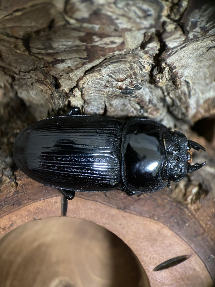 新潟県上越地方産（天然（材採集）WDオオクワガタ♀38.8mm +同産地
