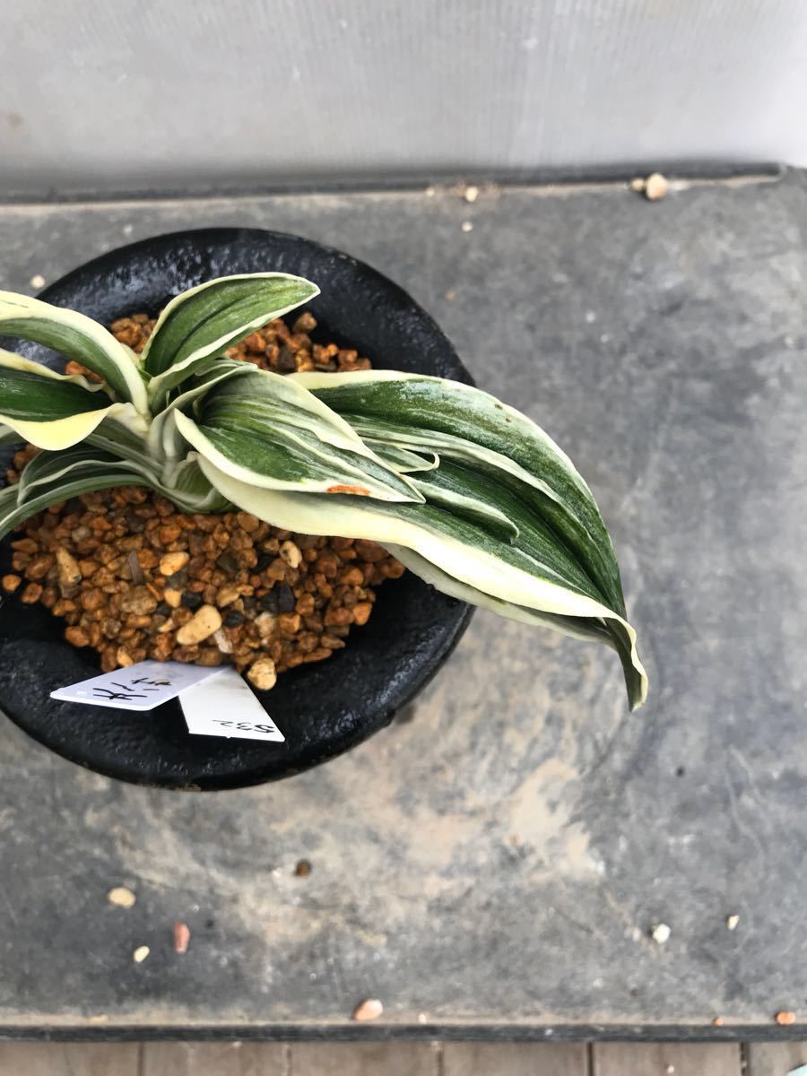 万年青「大八州」 大八州 (おおやしま) 羅紗 O-21 おもとの豊明