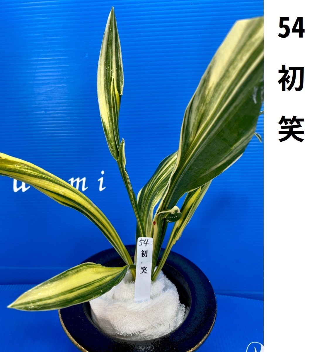 新品 54 初笑 はつわらい 万年青 おもと オモト 盆栽 多年草 観葉植物 開運 厄除け 長寿 蘭 引越し祝い の落札情報詳細 ヤフオク落札価格情報 オークフリー スマートフォン版