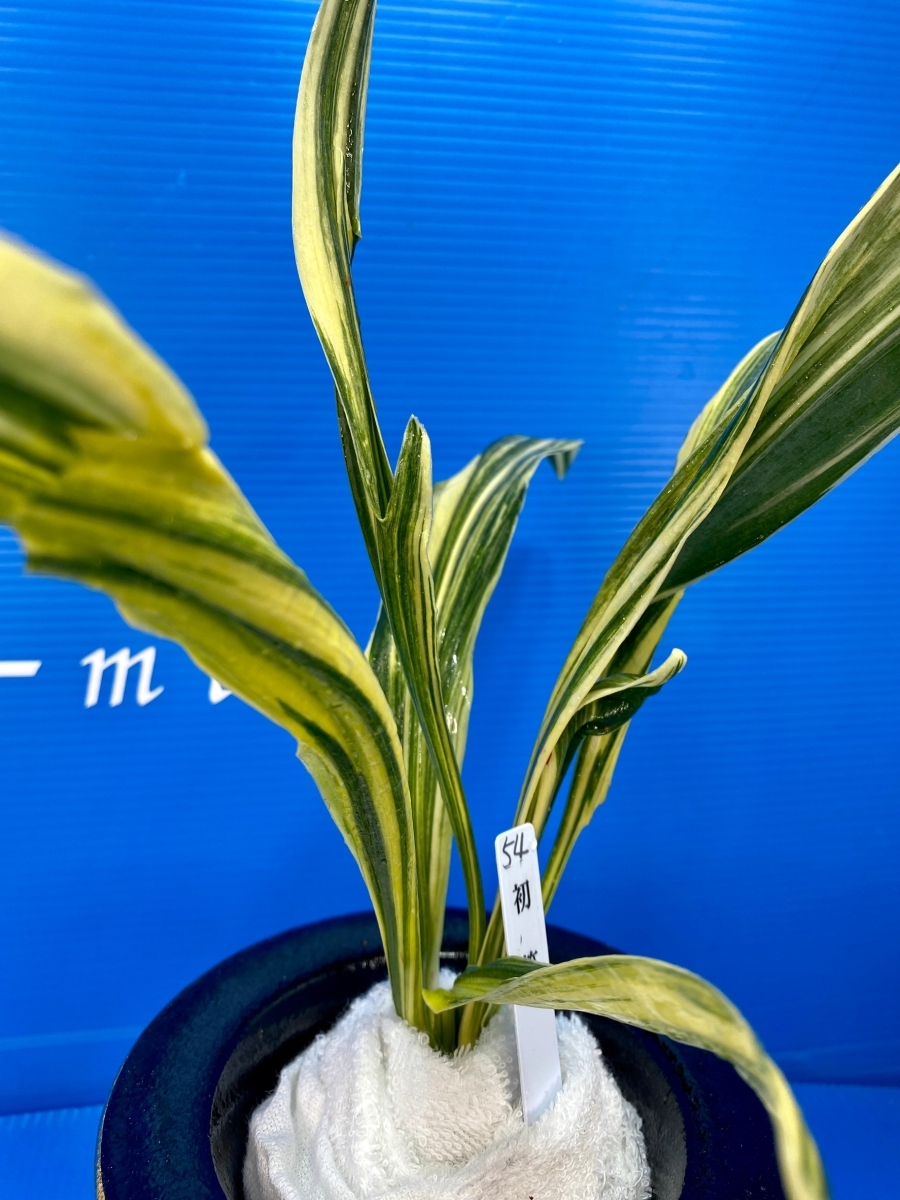 新品 54 初笑 はつわらい 万年青 おもと オモト 盆栽 多年草 観葉植物 開運 厄除け 長寿 蘭 引越し祝い の落札情報詳細 ヤフオク落札価格情報 オークフリー スマートフォン版 新品 54 初笑 はつわらい 万年青 おもと オモト 盆栽 多年草 観葉植物 開運 厄除け 長寿 蘭 引越し祝い の落札情報詳細 ヤフオク落札価格情報 オークフリー スマートフォン版