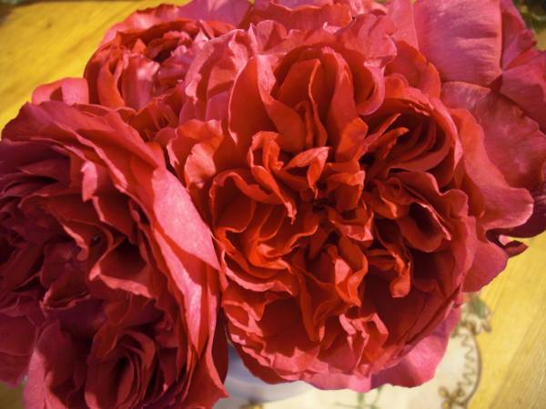 新品 希少イヴ切り花種 華やかな香りバラ イヴパッション挿し木２年目苗 施肥剪定済み の落札情報詳細 ヤフオク落札価格情報 オークフリー スマートフォン版