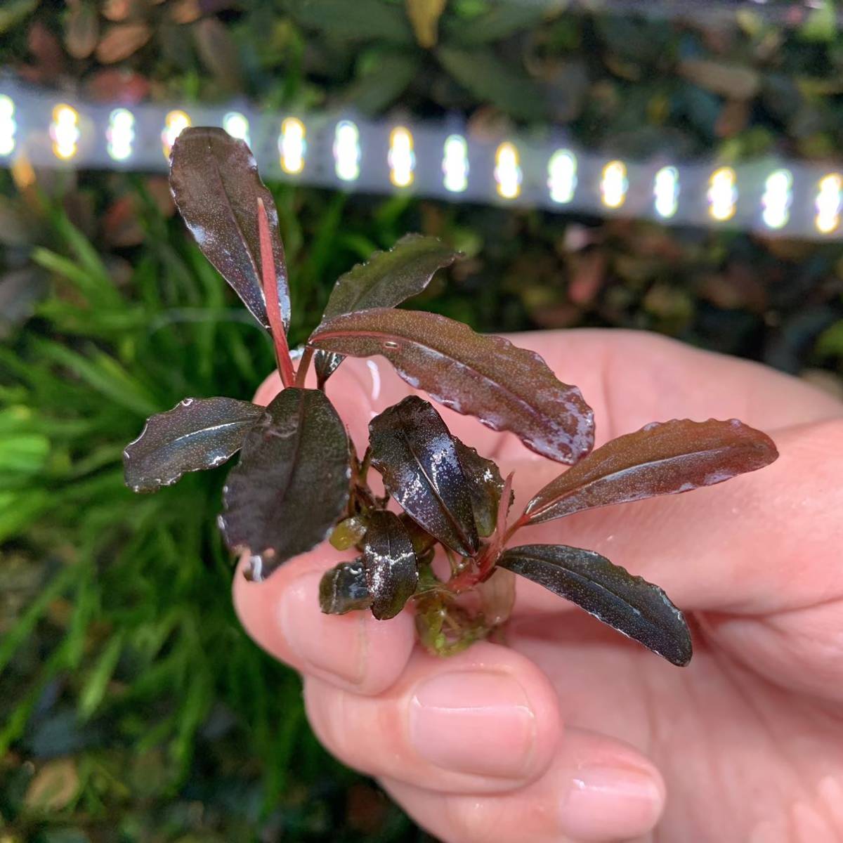 Bucephalandra sp.Akantha Entikong【TB】 Bucephalandra sp
