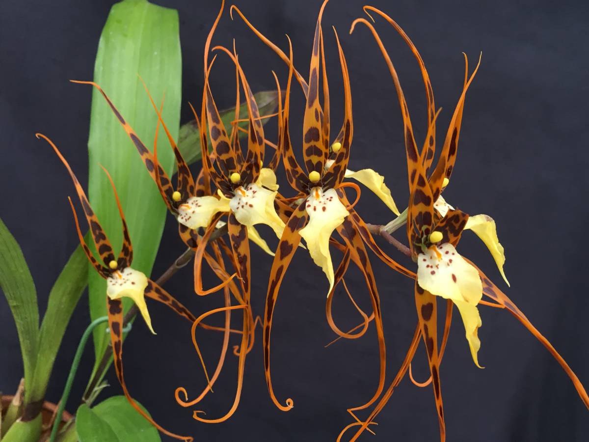 Kazukiyo様☆ユーカリブレンドニューエアラヴィンツァラヒバミルラ