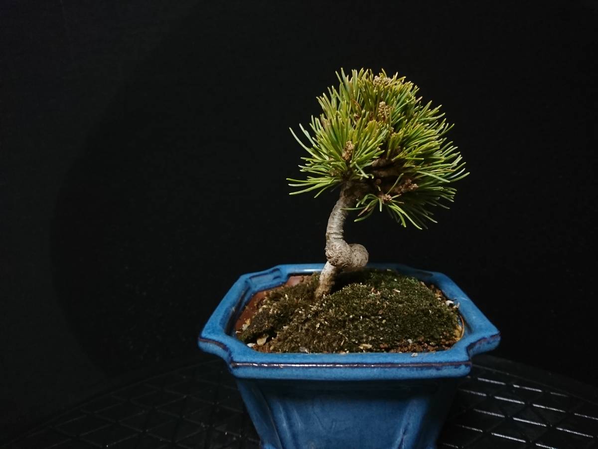 盆栽 五葉松 樹高66cm 【公式通販】