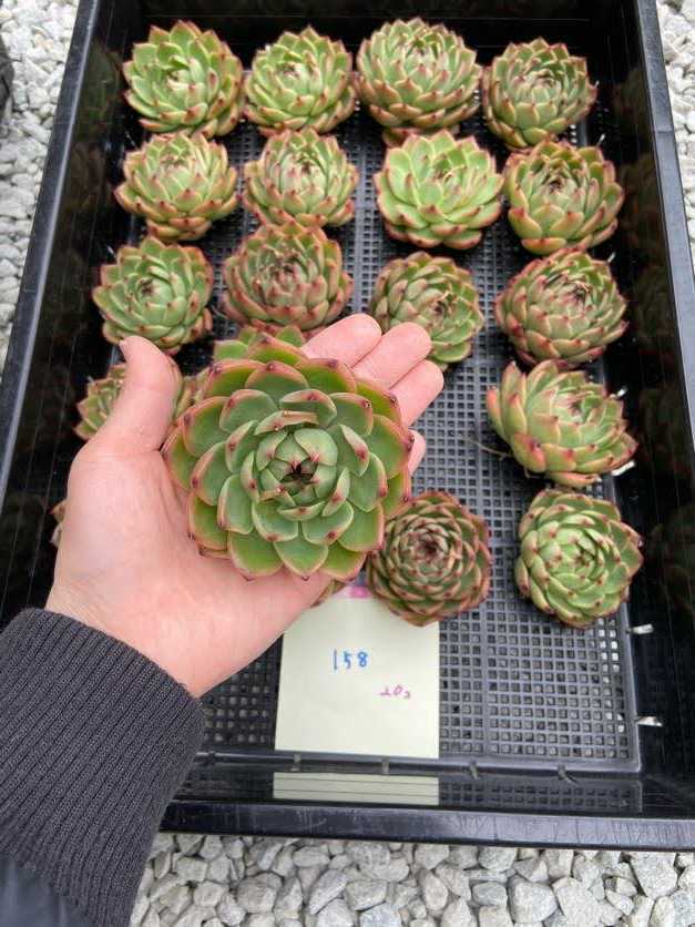 新品 韓国多肉植物 韓国苗 エケベリア Echeveria 158 ムーンストーン ピンクザラゴーサ 個 岡山在庫 3 26岡山発送 の落札情報詳細 ヤフオク落札価格情報 オークフリー スマートフォン版