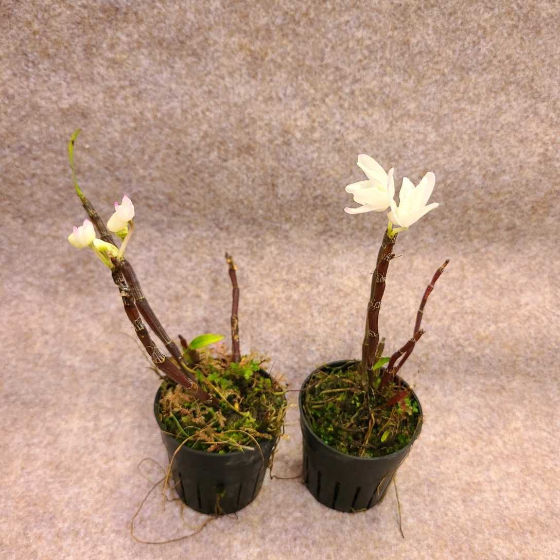 即決 風らん セッコク 品種不明 花芽つき 2鉢セット 山野草 長生蘭 の落札情報詳細 ヤフオク落札価格情報 オークフリー スマートフォン版 即決 風らん セッコク 品種不明 花芽つき 2鉢セット 山野草 長生蘭 の落札情報詳細 ヤフオク落札価格情報 オークフリー スマートフォン版