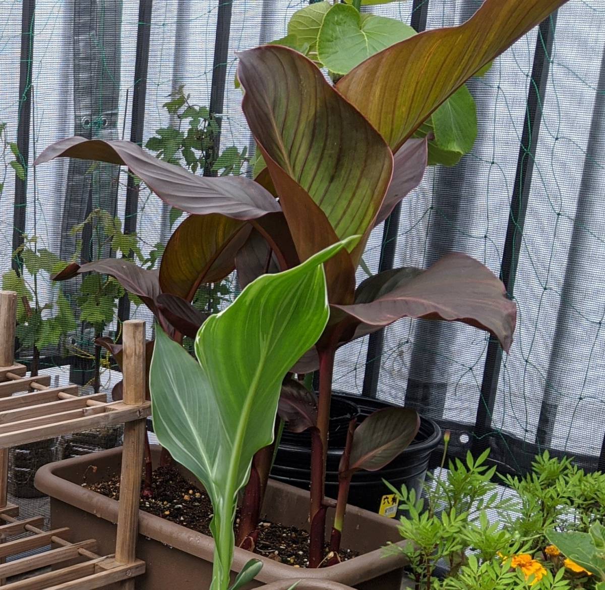 カンナ 球根 根茎 オーストラリア の落札情報詳細 ヤフオク落札価格情報 オークフリー スマートフォン版