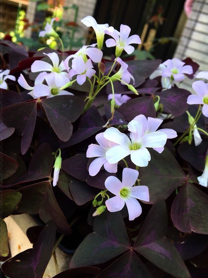 新品 オキザリス トリアングラリス 四季咲き 球根mix4個 の落札情報詳細 ヤフオク落札価格情報 オークフリー スマートフォン版