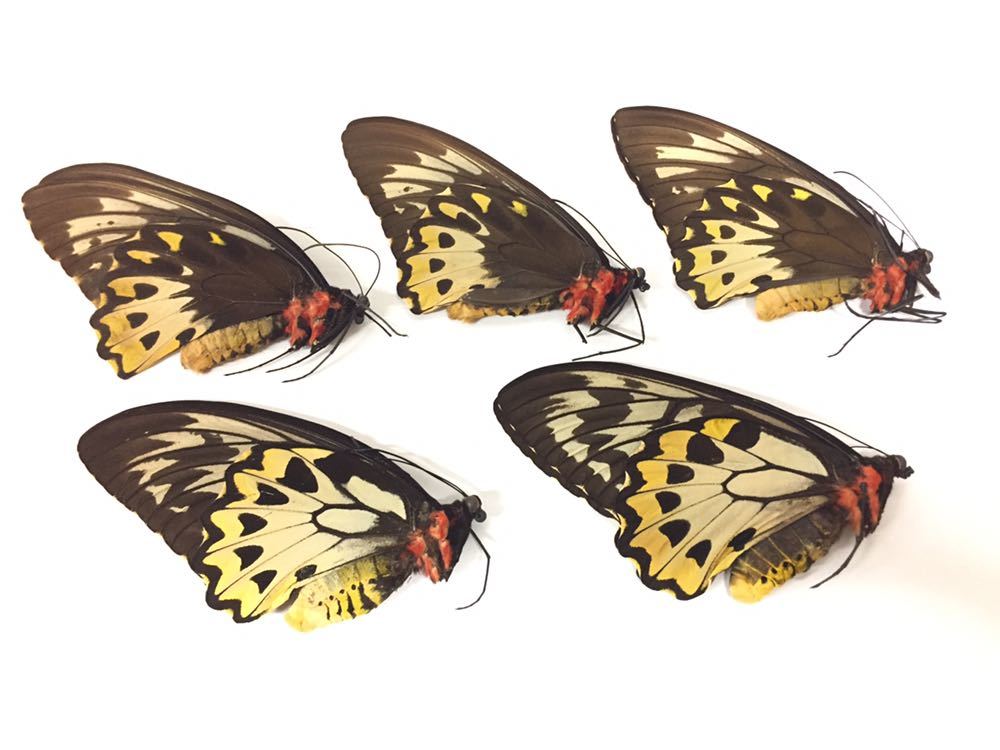 メガネトリバネアゲハ 標本 セット 蝶標本 ドイツ箱4セット