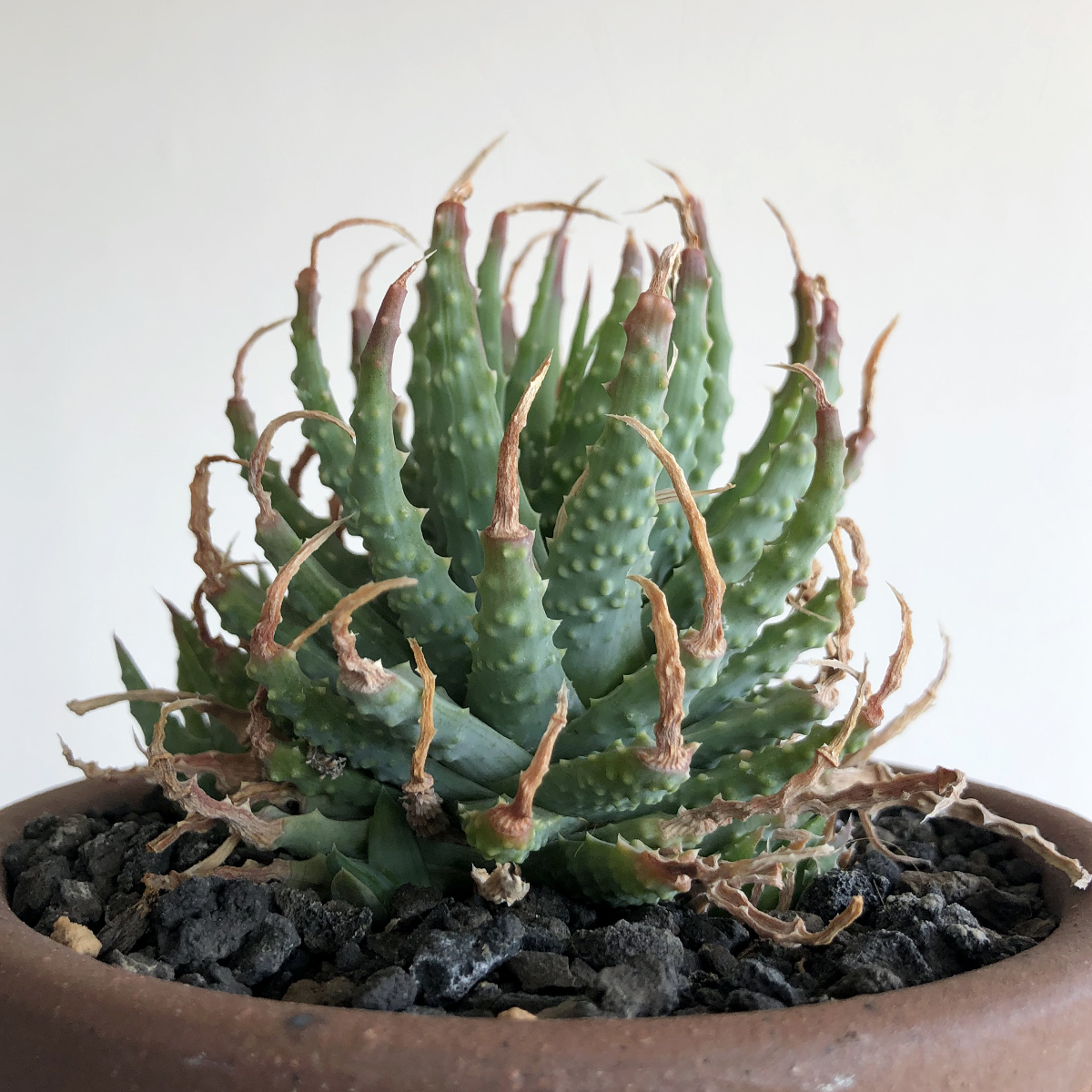 アロエ フミリス / 帝王錦 / 群生株 // Aloe humilis, コーデックス