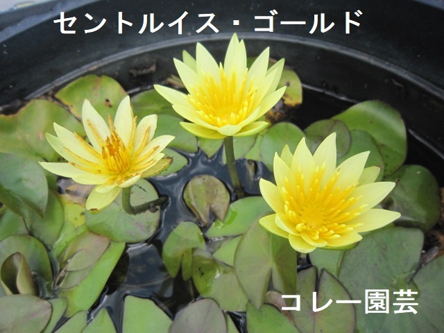 新品 セントルイス ゴールド A レンコン 蓮 ハス 睡蓮 スイレン 苗 水生植物 花蓮 の落札情報詳細 ヤフオク落札価格情報 オークフリー スマートフォン版