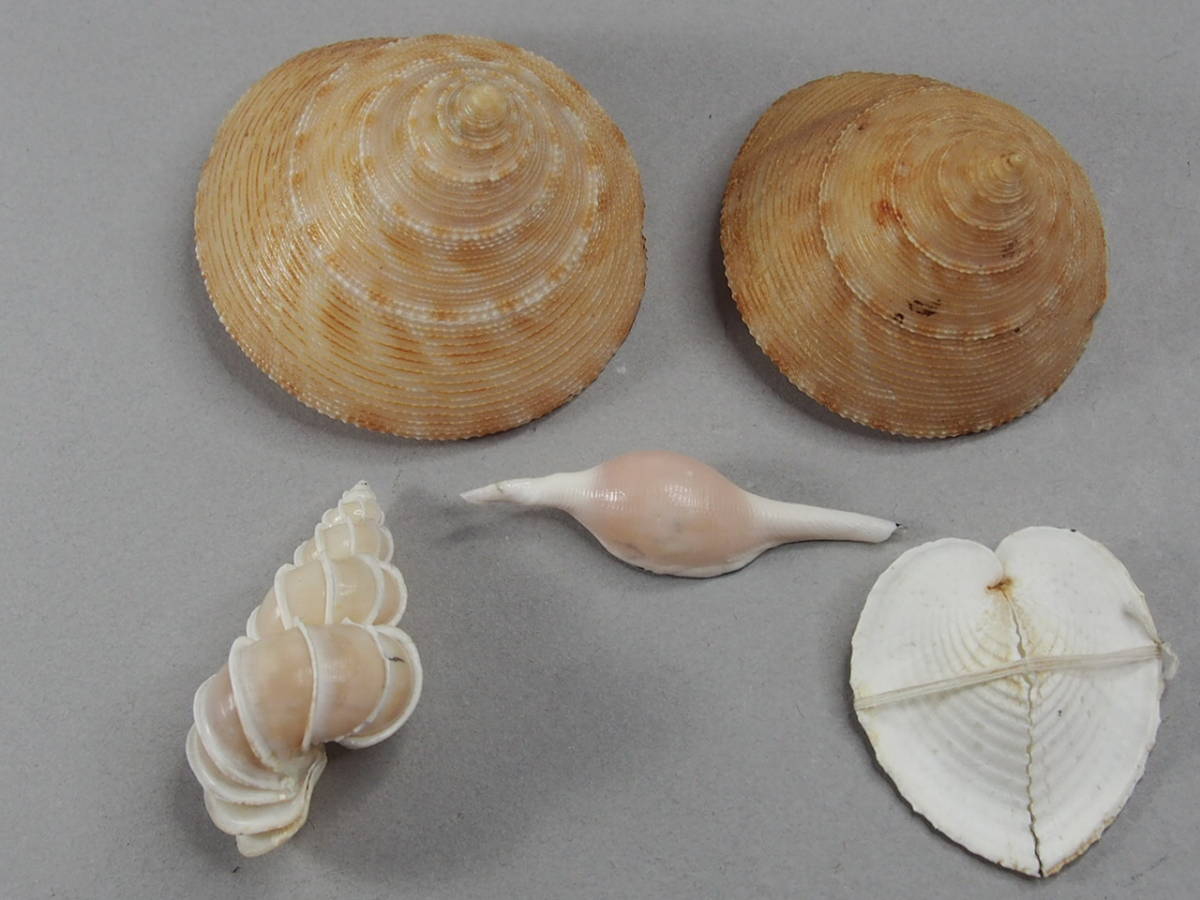 貝殻標本 タイワンエビス リュウキュウアオイ ケープシリフネキヌゾツミ他計5個 希少珍品 の落札情報詳細 ヤフオク落札価格情報 オークフリー スマートフォン版