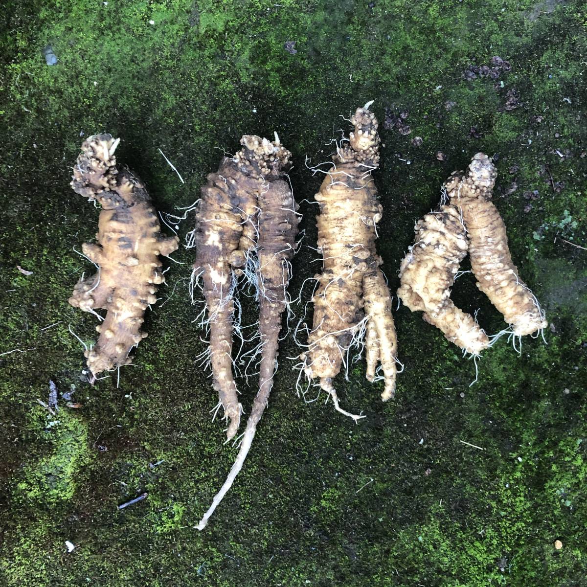 つる人参 ツルニンジン酒 7本まとめて