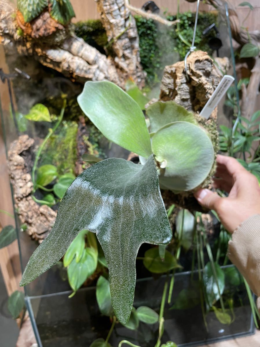 P. Hillii Raijin （雷神）ビカクシダplatycerium A