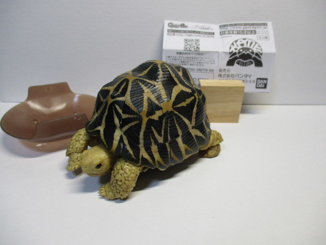 バンダイ かめ インドホシガメ ガチャガチャ ガチャ だんごむし フィギュア の落札情報詳細 ヤフオク落札価格情報 オークフリー スマートフォン版