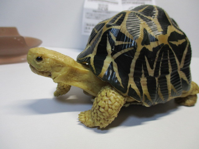 バンダイ かめ インドホシガメ ガチャガチャ ガチャ だんごむし フィギュア の落札情報詳細 ヤフオク落札価格情報 オークフリー スマートフォン版