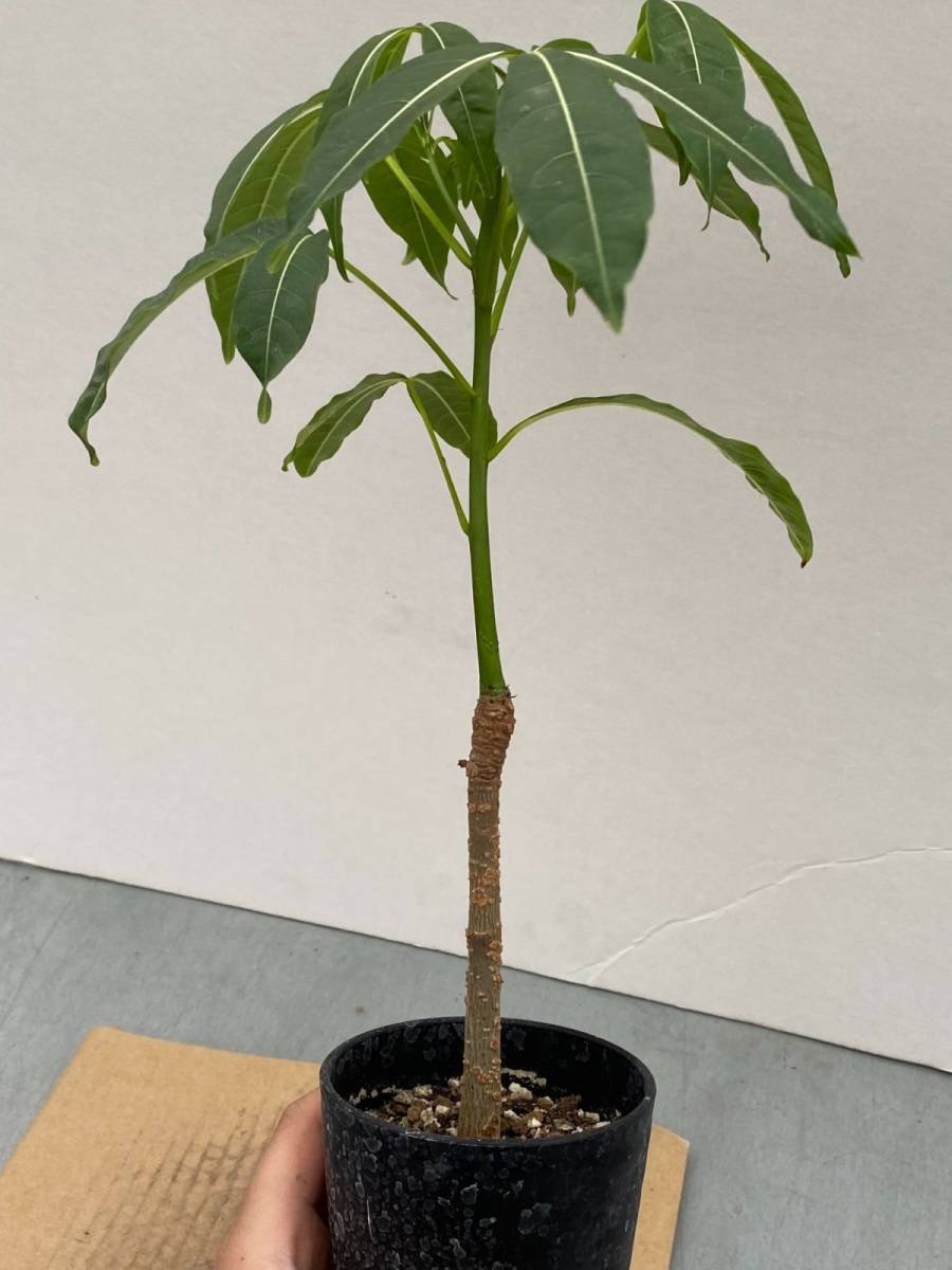 新品 サ790 塊根植物 実生 アダンソニア ボジー バオバブ 種から発芽 発根 Adansonia Bozy の落札情報詳細 ヤフオク落札価格情報 オークフリー スマートフォン版