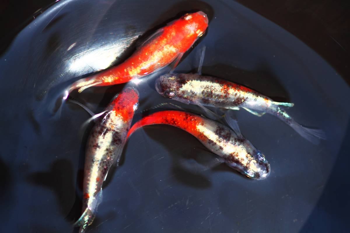 新品 動画あり 嘘みたいに赤いです 最高峰の種親が産んだ 紅玉 メダカの有精卵個 A の落札情報詳細 ヤフオク落札価格情報 オークフリー スマートフォン版