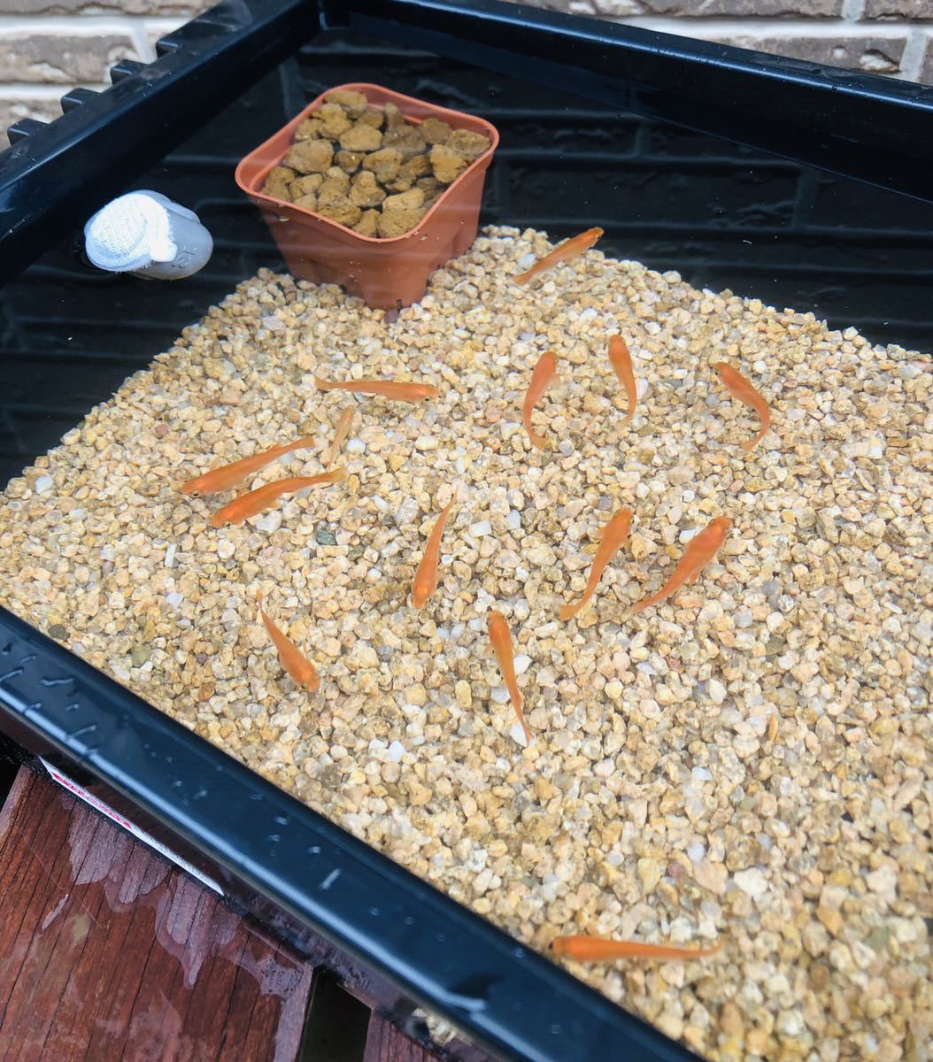 【2個セット】メダカ飼育セット【ケース（大）、麦飯石、赤玉土】 メダカ飼育ケース（麦飯石 赤玉土セット）｜Yahoo!フリマ（旧