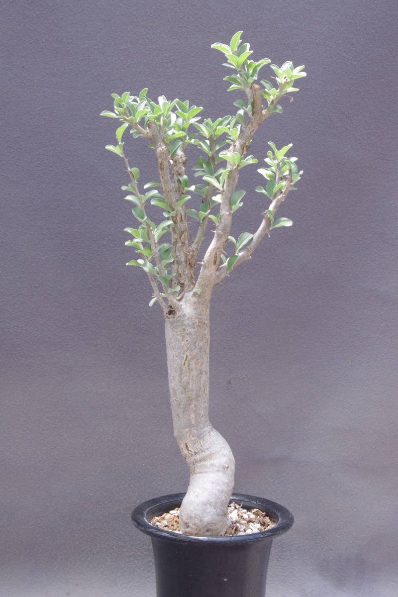 セサモタムナス ルガルディ 天狗のゴマすり Sesamothamnus lugardiiの