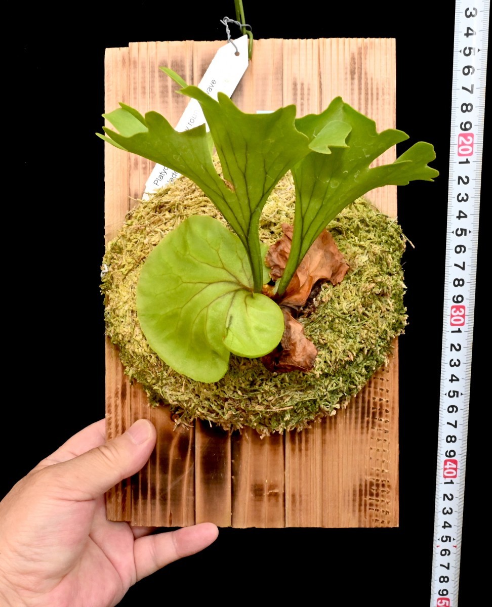 P.ridleyi wild リドレイ ワイルド Borneo リドレイ Wild ▽ wild
