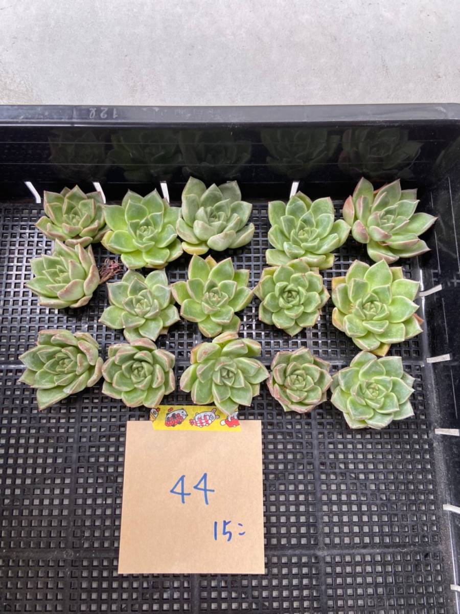M0801 M059 malgan マルガン 8 11発送 12個 Echeveria エケベリア 岡山在庫 韓国多肉植物 韓国苗 お買得 12個