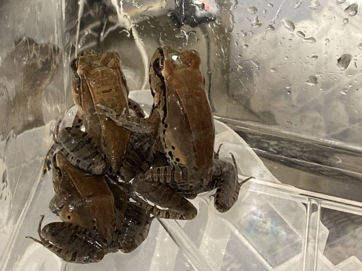 新品 ナンベイウシガエル 1匹での価格です の落札情報詳細 ヤフオク落札価格情報 オークフリー スマートフォン版