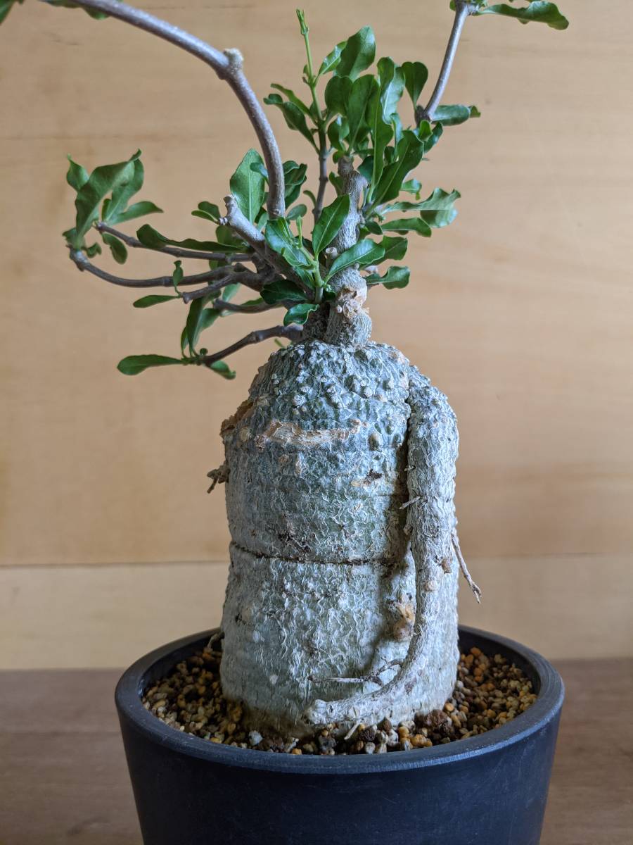 発根済) フォッケア エデュリス(火星人)Fockea edulis 01 塊根植物、コーデックス の落札情報詳細| ヤフオク落札価格情報 オークフリー・スマートフォン版 発根済) フォッケア エデュリス(火星人)Fockea edulis 01 塊根植物、コーデックス の落札情報詳細| ヤフオク落札価格情報 オークフリー・スマートフォン版