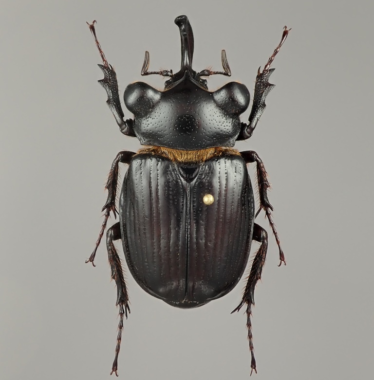 グアテマラ産 珍奇トラハナムグリ Pantodinus klugi ♂ 37mm【標本】