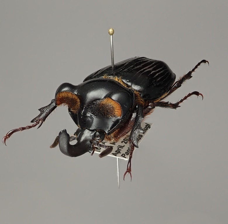 グアテマラ産 珍奇トラハナムグリ Pantodinus klugi ♂ 37mm【標本】