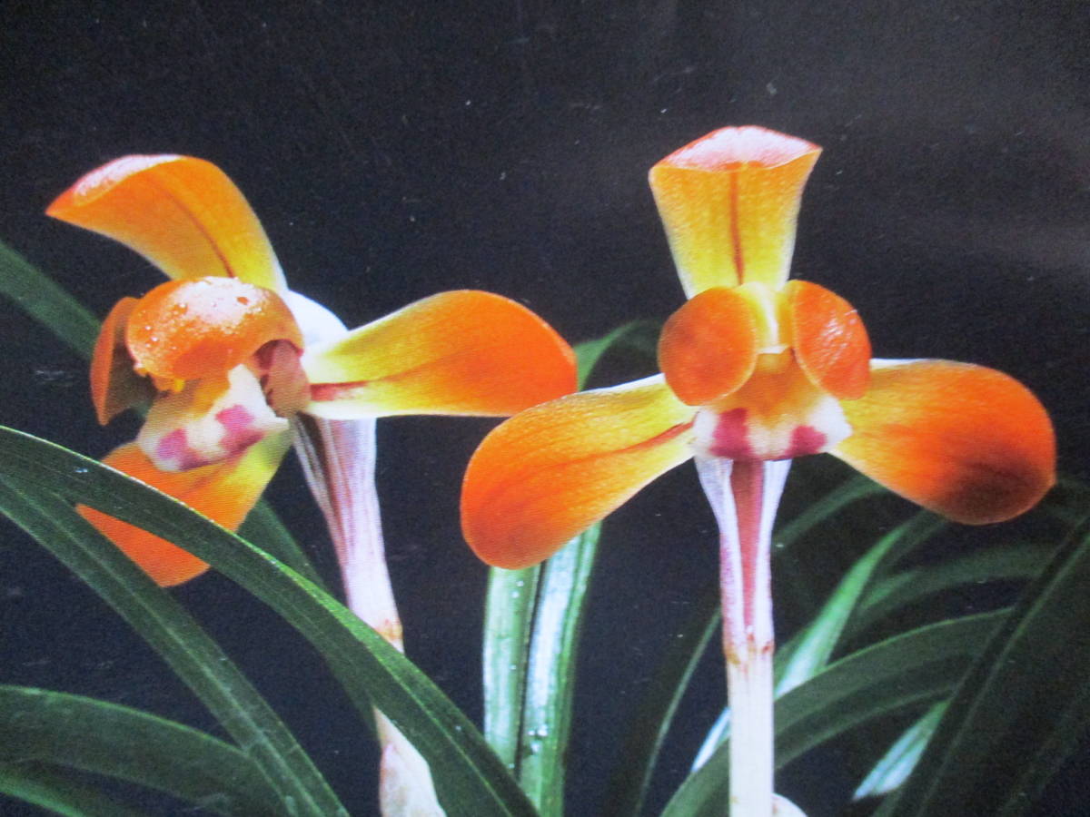 韓国春蘭 チャボ性極黄中透け縞 【力 和】小木1本