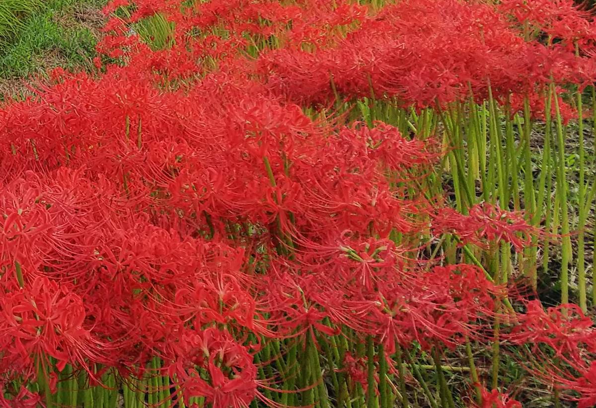 リコリス・ロンギチューバ】 Lycoris longituba ヒガンバナ科
