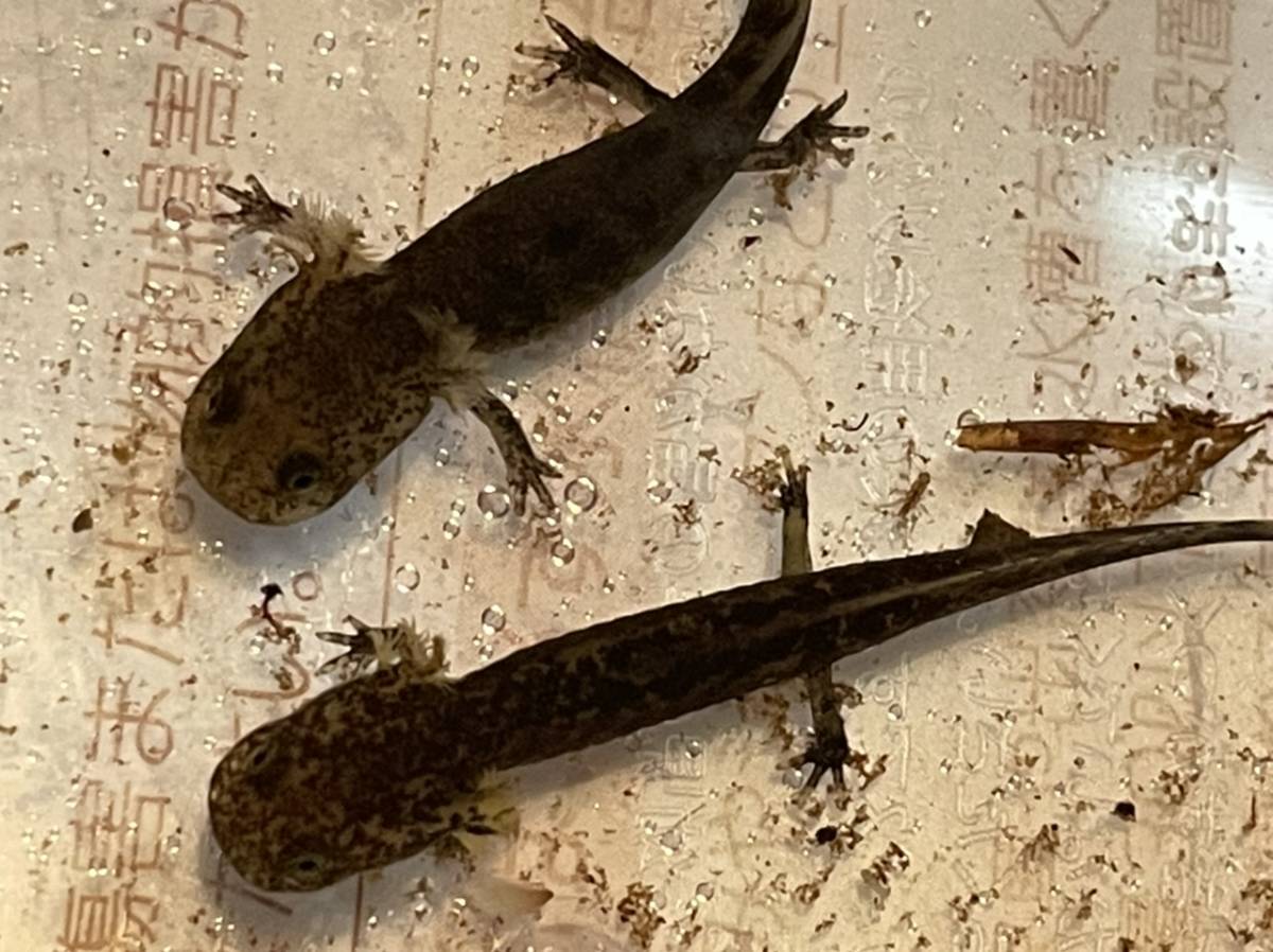 ヒダサンショウウオ 生体 1ペア 2匹セット ヒダサンショウウオ 生体 1ペア 2匹セット
