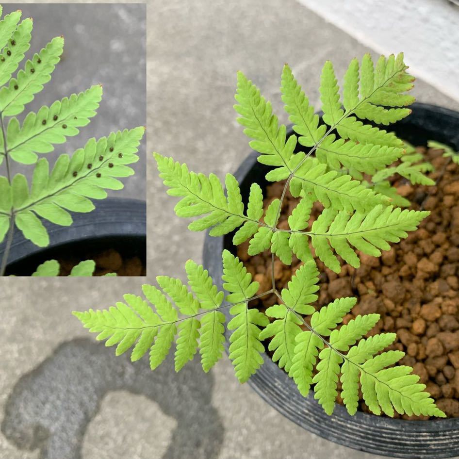 未使用】ウサギシダ Gymnocarpium dryopteris 山野草 シダ 観葉植物 の