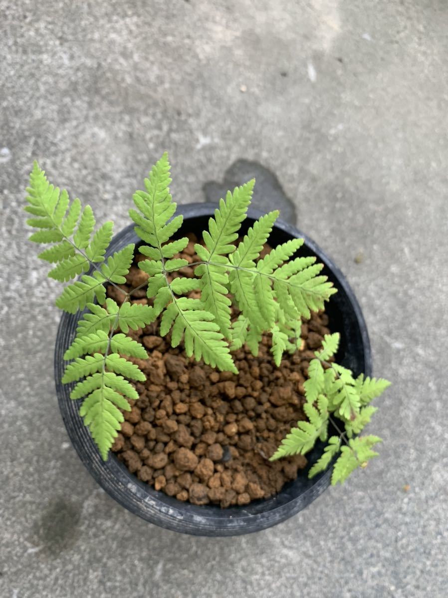 未使用】ウサギシダ Gymnocarpium dryopteris 山野草 シダ 観葉植物 の