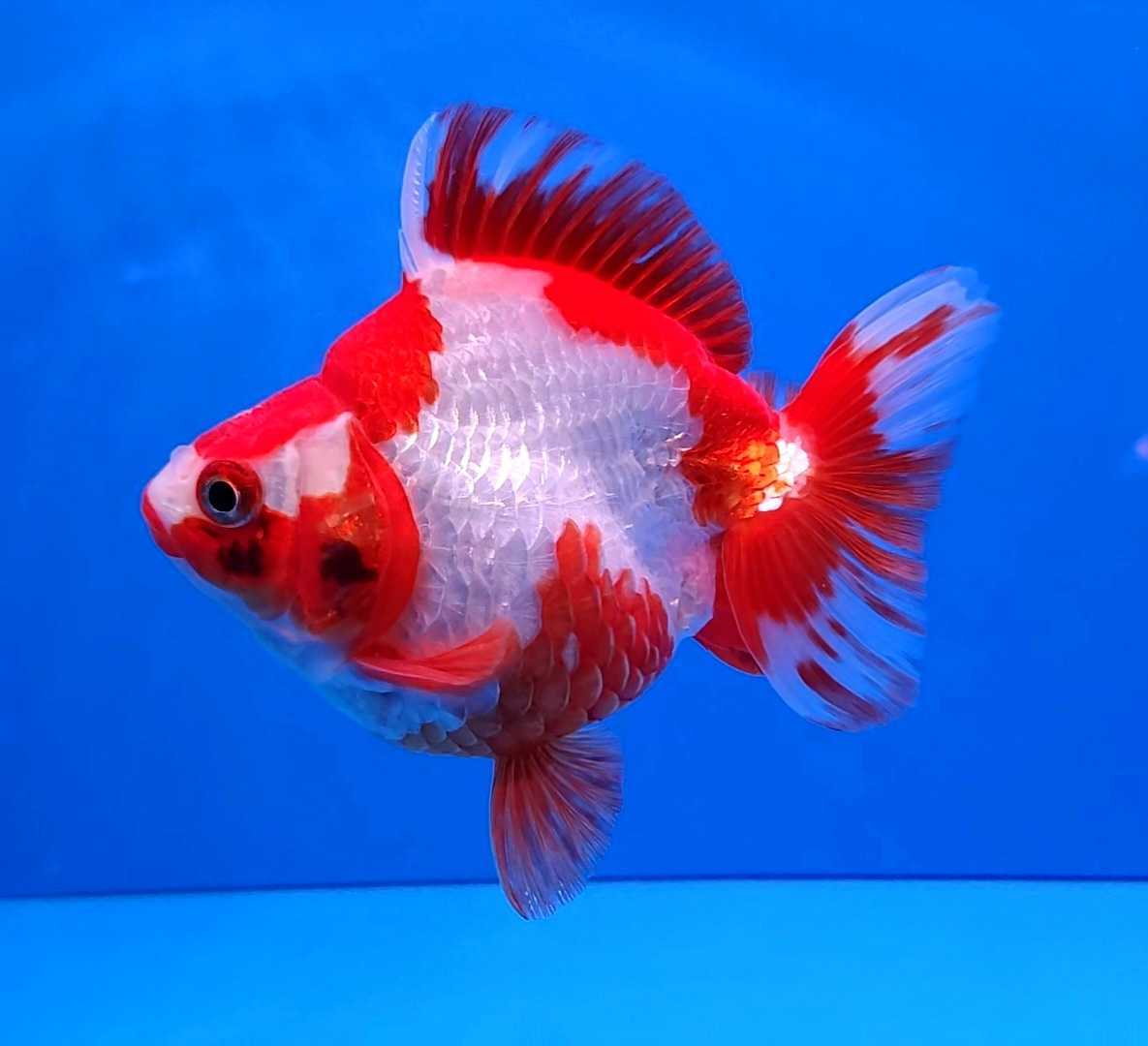 伊徳金魚 更紗琉金 飯田産 猛暑を吹き飛ばせ キャンペーン 綺麗な中琉金 9 10センチ 現物 2歳１匹 Srm 15 サラサ 琉金 更紗 金魚 滋賀 91 Off