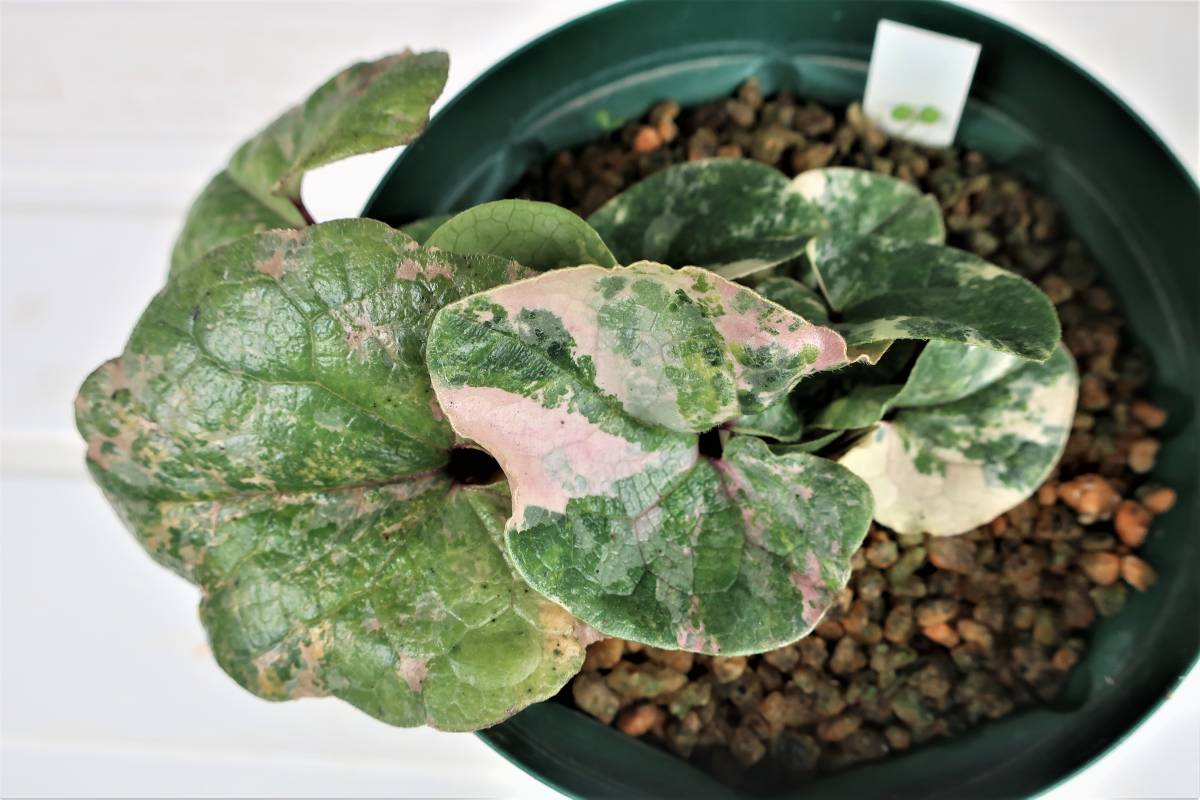 カンアオイ 斑入り 銘品 タマノカンアオイ 黄葉 黄牡丹 その他観葉植物 