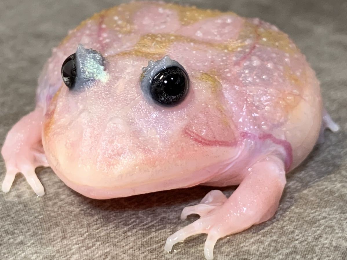 クランウェルツノガエル ミュータント② プラチナピンク フル