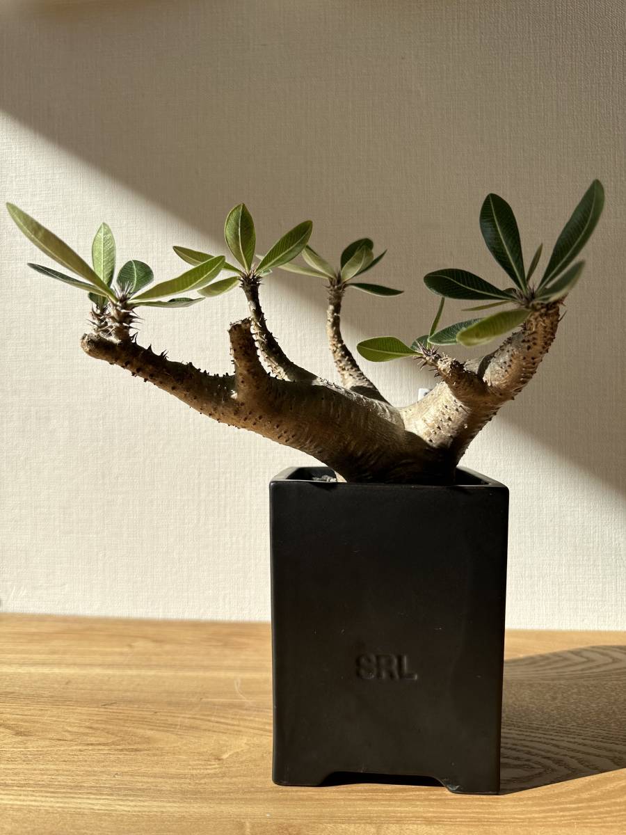 NEIGHBORHOOD × つかもとSRL . SPACE / CE-POT NEIGHBORHOOD