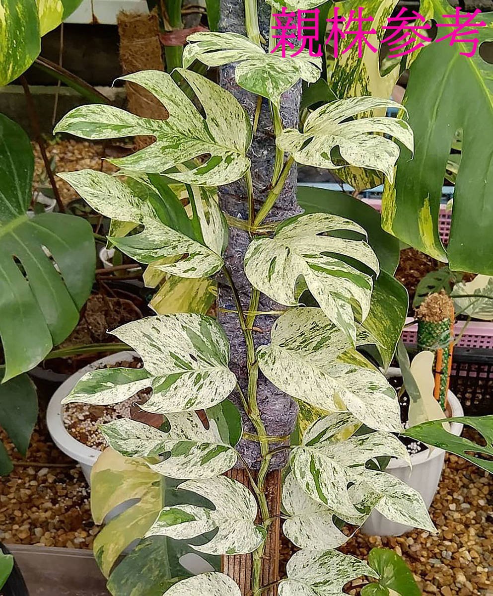 現品］【希少】※売約済※ 2番 エピプレムヌム ピナツム セブブルー レア